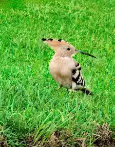 Sultan Gardens Resort - 32