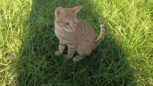 Fame Residence Kemer & Spa - 44