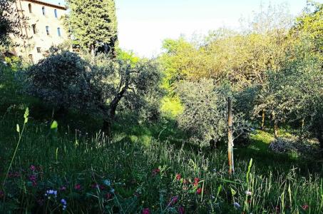 Rocca degli Olivi - 37