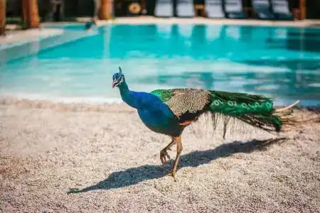 Layla Gocek Adults Only - 13