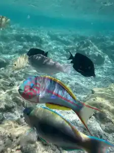 Charmillion Gardens Aquapark - 12