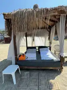 Kleopatra Royal Palm - 19