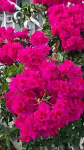 Yasmin Bodrum Resort - 28