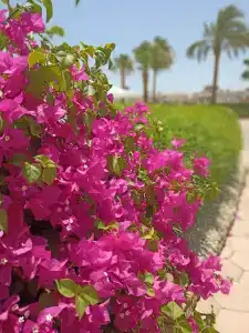 Pharaoh Azur Resort - 28