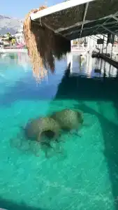 Daima Biz - Dolusu Aquapark Access - 36