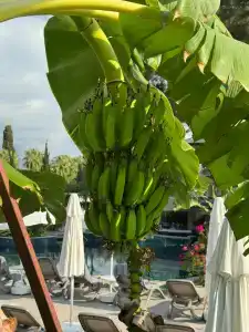 Akra Kemer - All Inclusive - 31