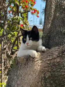 Cook's Club Alanya - Adult Only 12 - 29