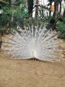 Long Beach Harmony - 80