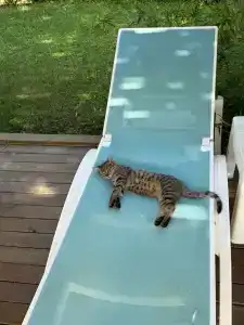 Dosinia Luxury Resort-Ultra All Inclusive - 33