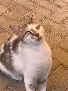 Kleopatra Beach - All Inclusive - 43