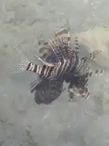 Pharaoh Azur Resort - 26