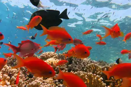 Sharm Club Beach Resort - 16