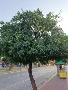 Kleopatra Atlas - Adults Only - 42