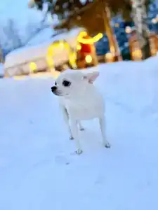 Domiki Recreation Camp - 41