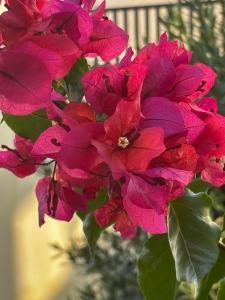 Kas Sanisu Pansiyon - 41