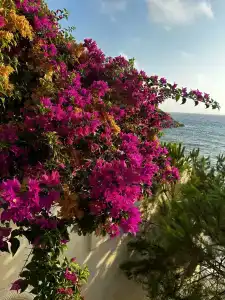 Ladonias Adakule	 - 40