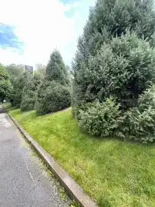 The Ritz-Carlton, - 53