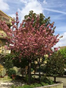 Iris Crillon - 3