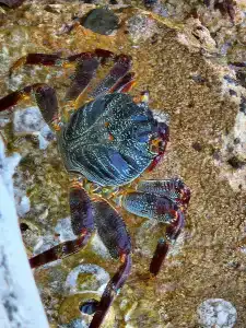 Arabia Azur Resort - All Inclusive - 32