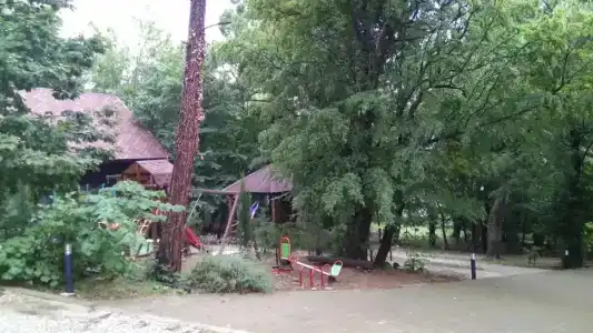 Green Wood - 19
