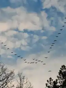 Lesnaya Lastochka - 28