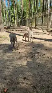 Complex Kamenyuky - 47