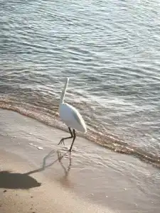 Beach Albatros Resort - 80