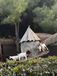 Regnum Carya - All Inclusive - 48