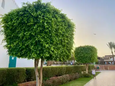 Sunrise Garden Beach Resort - 15