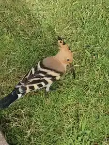 Iberotel Palace - Adults Only 16+ - 19