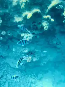 Club Reef Resort & Spa - 32