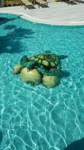 Assos Barbarossa - Special Class - 21