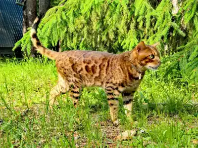 База отдыха Белка - 53