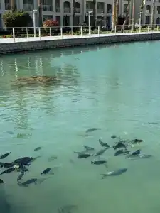 Pickalbatros Dana Beach Resort - Aqua Park - 8