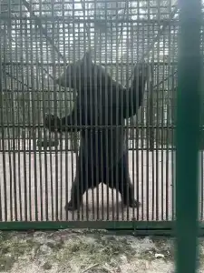 Complex Kamenyuky - 27