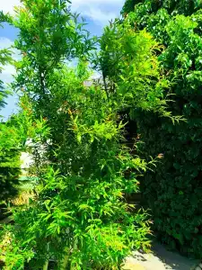 АНДАЛУСИЯ - 87