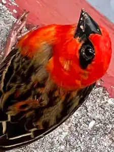 Berjaya Beau Vallon Bay Resort & Casino - 40