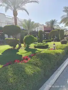 Falcon Naama Star - 38