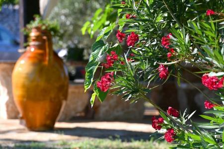 Masseria Peppeturro - 3