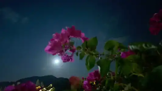 Amore Teki̇Rova - 16