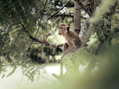 Sun Siyam Pasikudah - 12