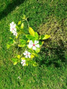 Lighthouse Nadia Aparts - 34