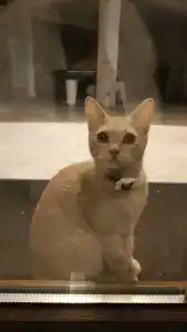 Sochi Paradise Apart-hotel - 23