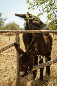 Zahir Country House - 15