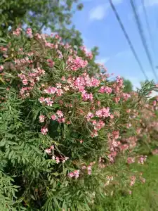 Yazon Tourist base - 40