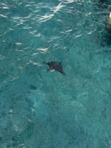 Emerald Maldives Resort & Spa-Deluxe All Inclusive - 49