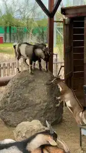 Tekirova Millennium - 16