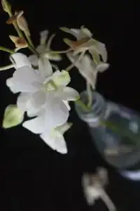 Genichi Villa - 44