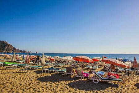 Kleopatra Royal Palm - 25