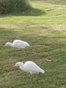 Pharaoh Azur Resort - 38